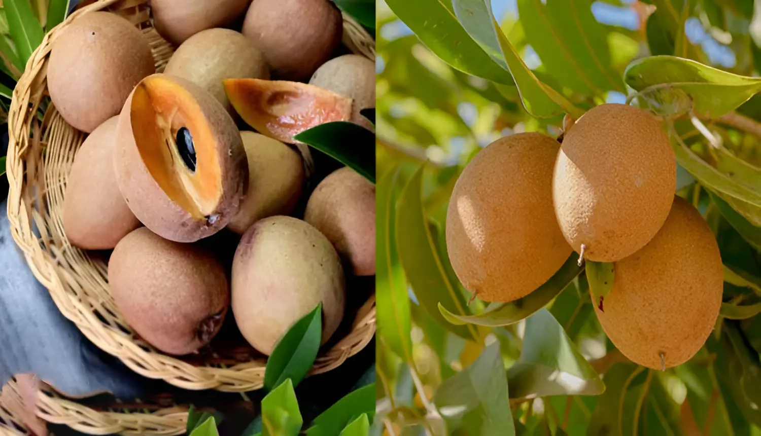 اڄڪلهه هنڌ هنڌ ريڙهين تي ملندڙ چڪون کائڻ جا فائدا ڄاڻيو